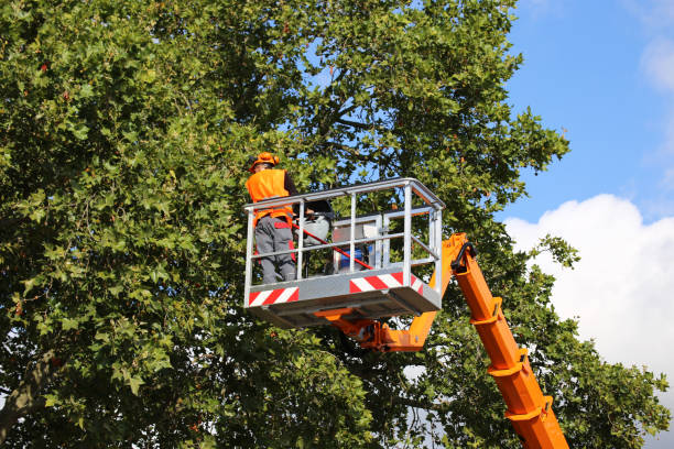 Fuller Heights, FL Tree Care Services Company